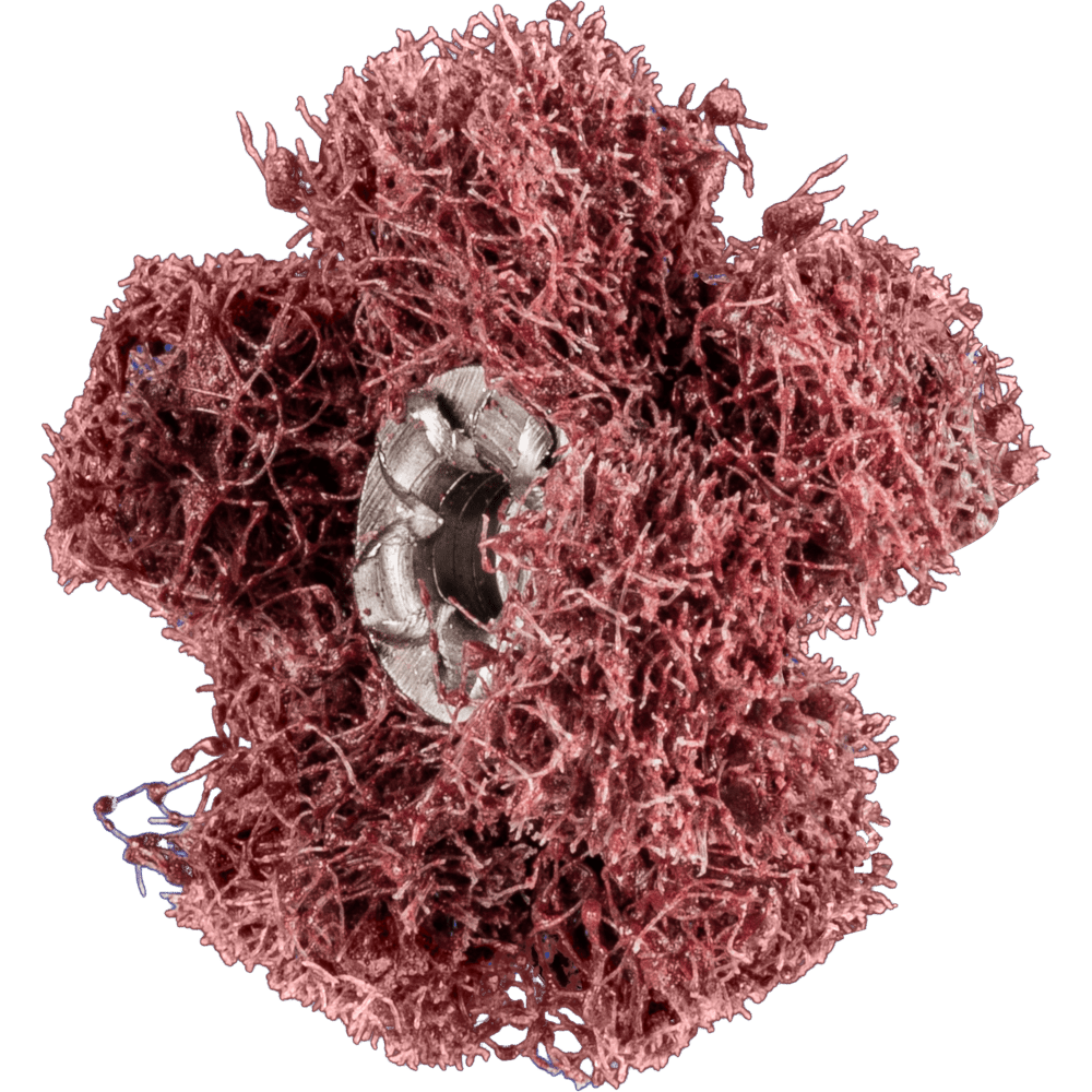 POLINOX-SCHLEIFSTERNE PNST 25-2 A 80 4007220899212